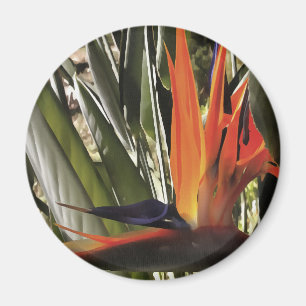 Bird of Paradise (Strelitzia) Magnet