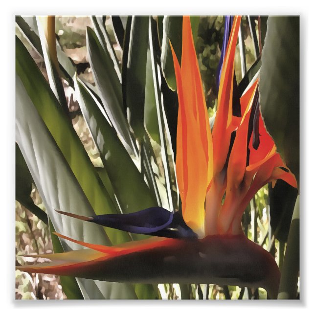 Bird of Paradise Strelitzia Reginae Acrylic Painti Photo Print (Front)