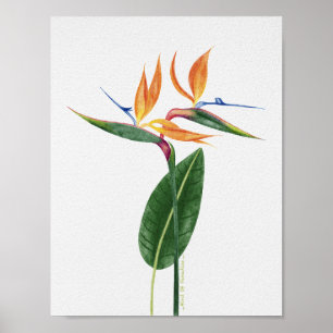 Bird of Paradise Tropical Botanical Watercolor Poster