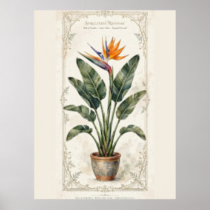 Bird of Paradise Vintage Botanical Poster