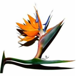 Bird of Paradise with Shadow Photo Sculpture