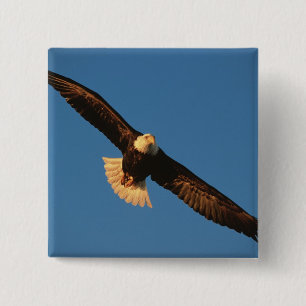 Bird of Prey, Bald Eagle in flight, Kachemak 2 Inch Square Button