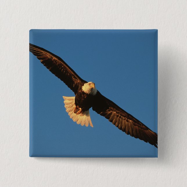 Bird of Prey, Bald Eagle in flight, Kachemak 2 Inch Square Button (Front)