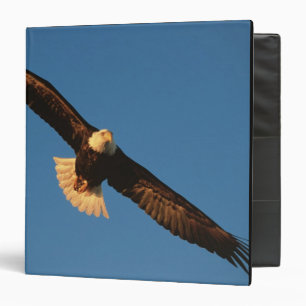 Bird of Prey, Bald Eagle in flight, Kachemak Binder