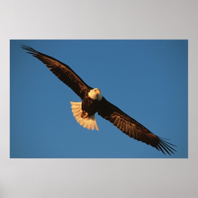 Bird of Prey, Bald Eagle in flight, Kachemak Poster (Front)