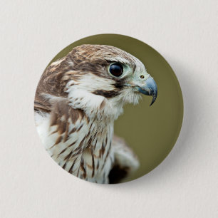 Bird of prey falcon close up 2 inch round button