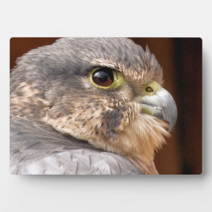 BIRD OF PREY PLAQUE