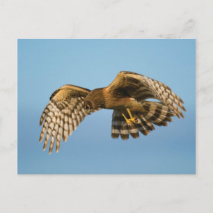 Bird of Prey Postcard