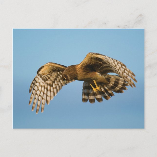 Bird of Prey Postcard (Front)