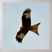 bird of prey
