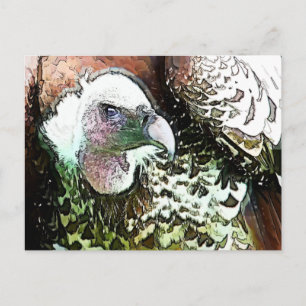 BIRD OF PREY VULTURE POSTCARD