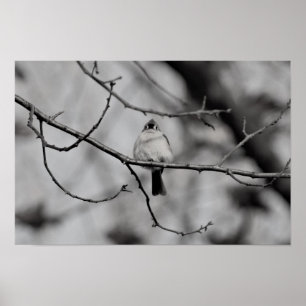 Bird on a Branch Poster