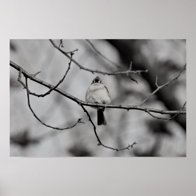 Bird on a Branch Poster (Front)