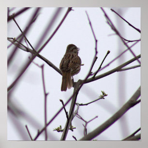 Bird on a Branch Poster