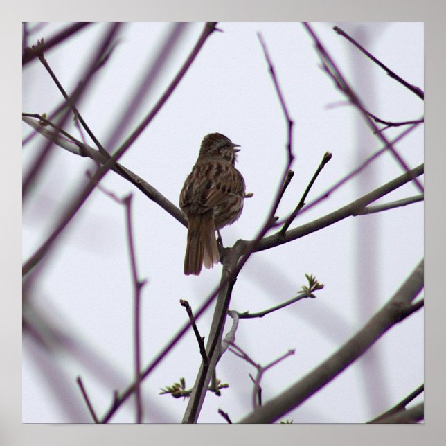 Bird on a Branch Poster (Front)