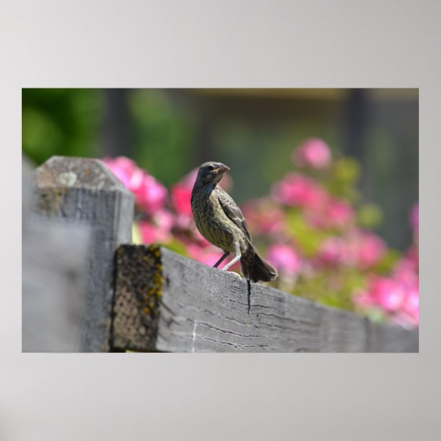 Bird on a Fence Poster (Front)