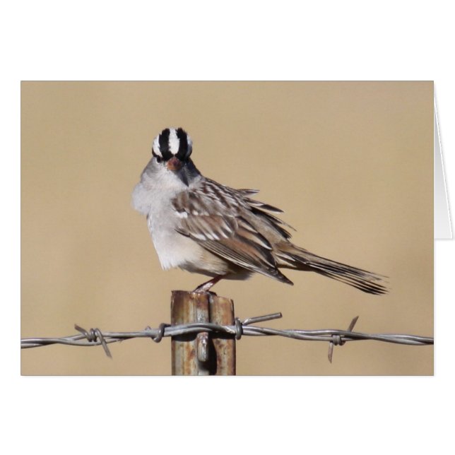 Bird On A Wire (Front Horizontal)