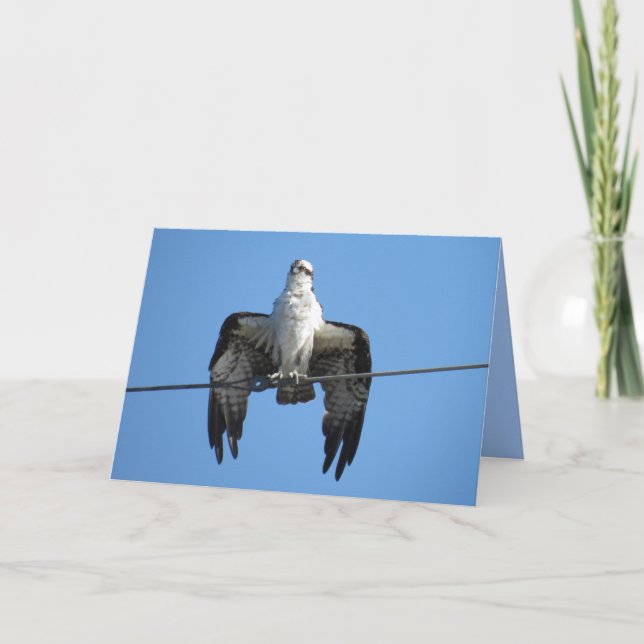 Bird on a Wire - Osprey Greeting Card (Front)