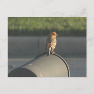 Bird on mailbox postcard
