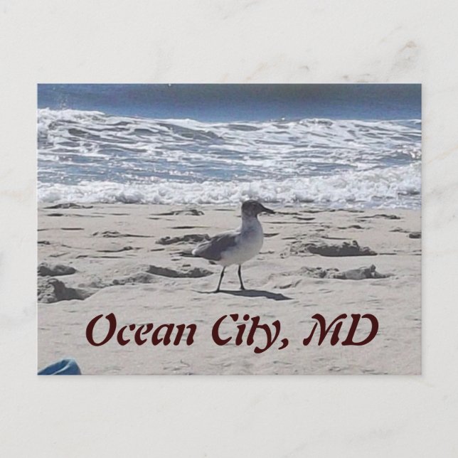 Bird on the Beach Postcard (Front)