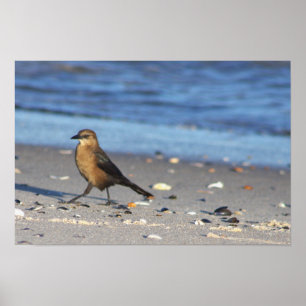 Bird on the Beach Poster