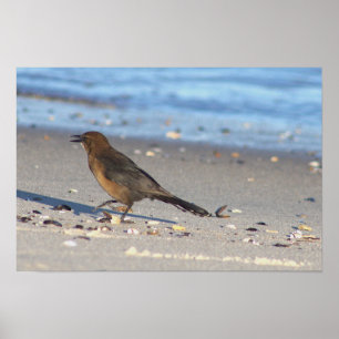 Bird on the Beach Poster