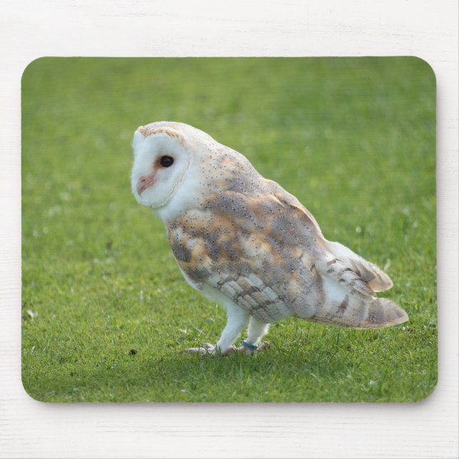 bird, owl, barn owl mouse pad (Front)