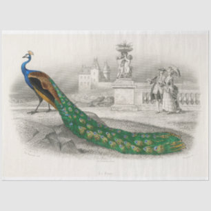Bird Peacock Ephemera Decoupage French Tissue Paper