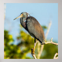 Bird Perfect 24 x 24.81 Poster papier d'archives