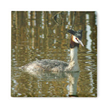 Bird Photo/Crested Grebe/Bird Lover Magne