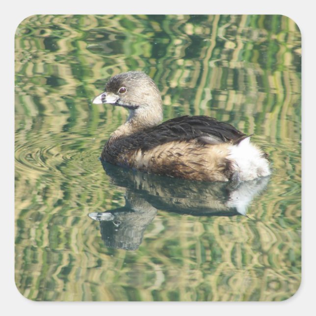 Bird Photo Little Grebe Water Reflection Nature Square Sticker (Front)