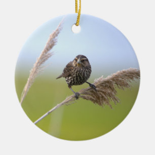 Bird Photo Ornament