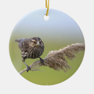 Bird Photo Ornament