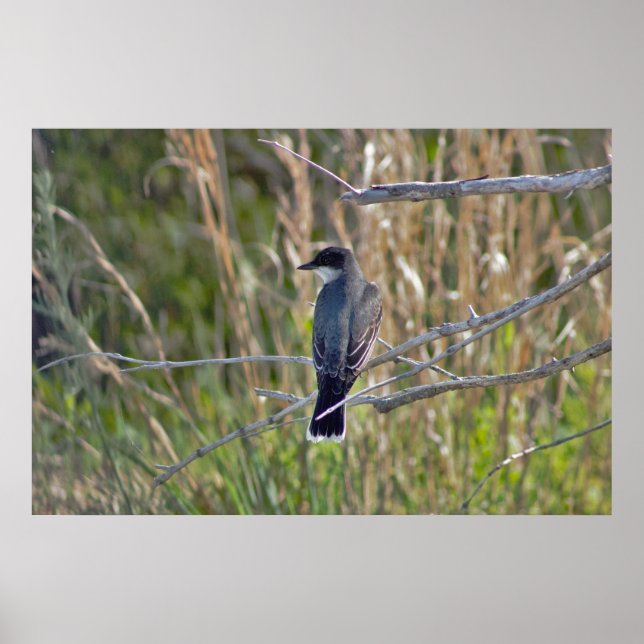 Bird Photo Poster (Front)