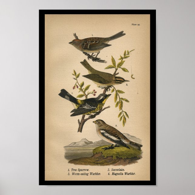 Bird Print Tree Sparrow Warbler Vintage (Front)