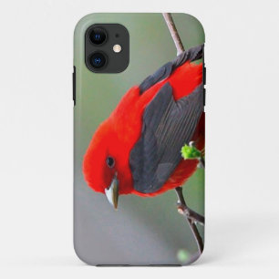 Bird red_iphone iPhone 11 case