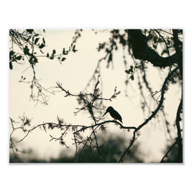 Bird Silhouette Photo Print (Front)