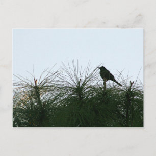 bird silhouette postcard