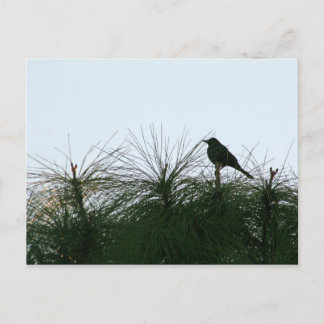 bird silhouette postcard
