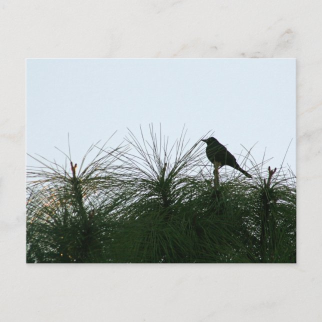 bird silhouette postcard (Front)