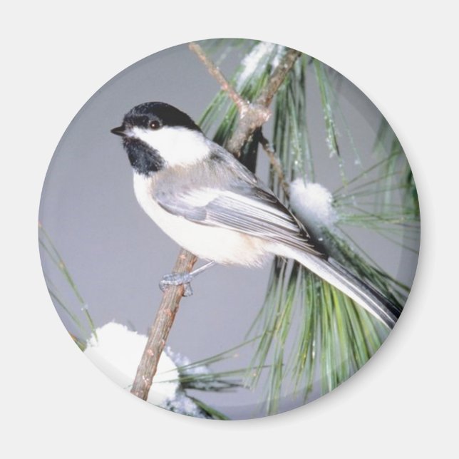 Bird Snow Covered Branch Magnet (Front)