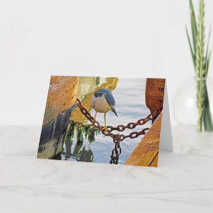 Bird Spotting Black-Crowned Night Heron Card