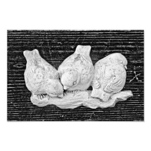 Bird Trio Photo Print