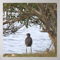 Bird Waiting Photo Poster