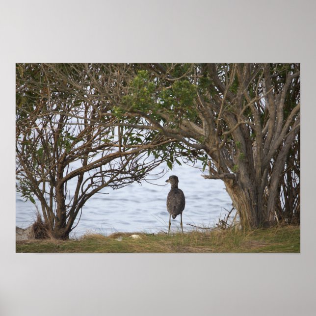 Bird Waiting Photo Poster (Front)