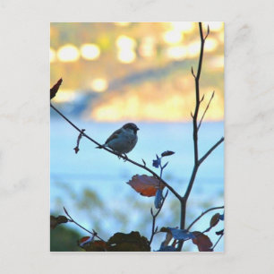 Bird watching postcard