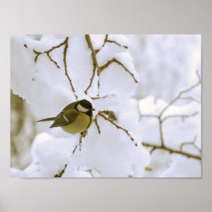 Bird Winter Photo Value Poster Paper (Matte)