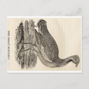 Bird Woodcut Postcard