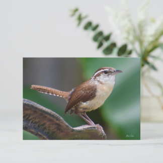 Bird Wren cards Nature note card
