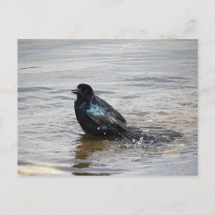 Birdbath Postcard